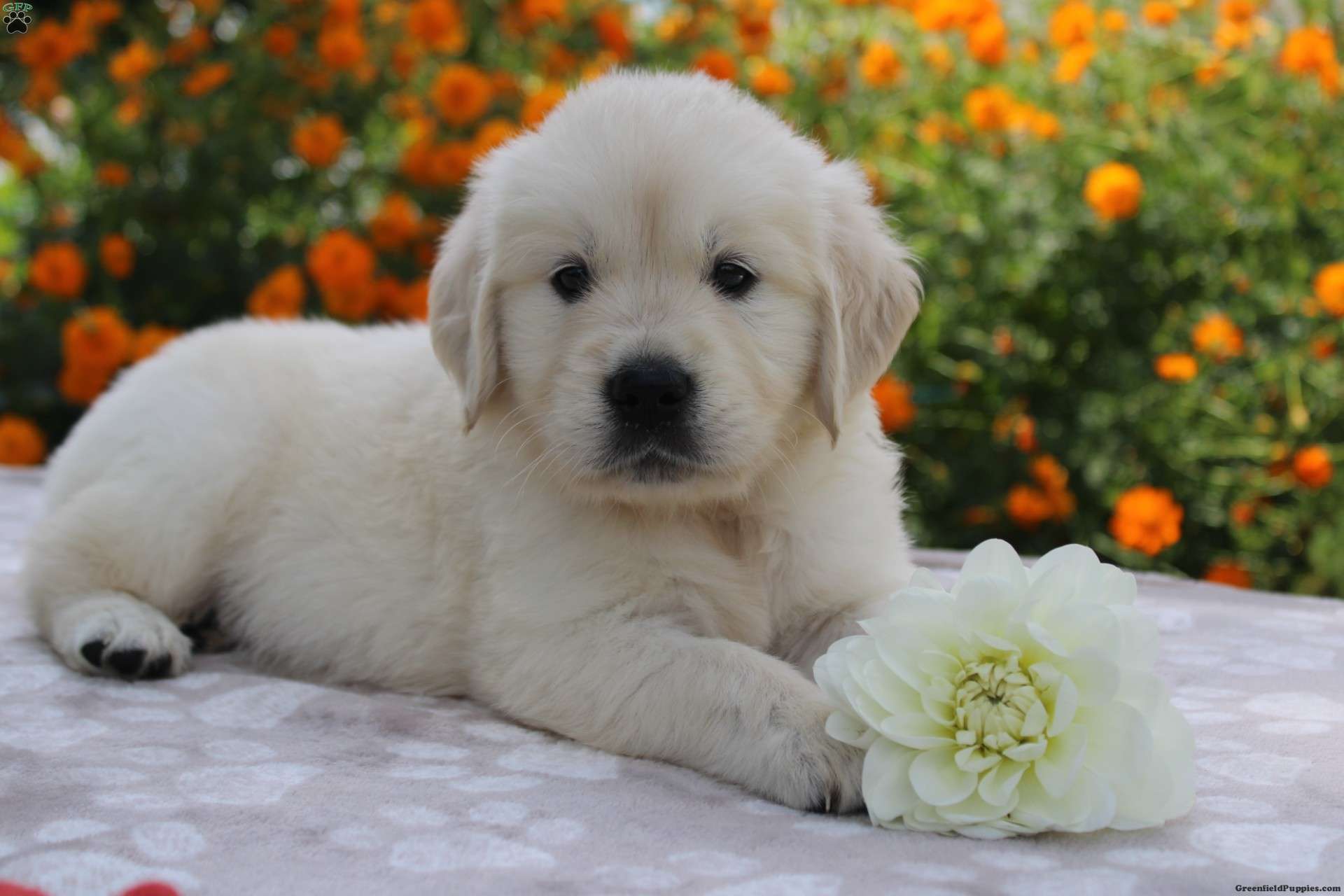 Elsa Golden Retriever Puppy For Sale in Ohio